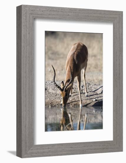 Impala (Aepyceros melampus) at waterhole, Kalahari, Botswana, Africa-Sergio Pitamitz-Framed Photographic Print