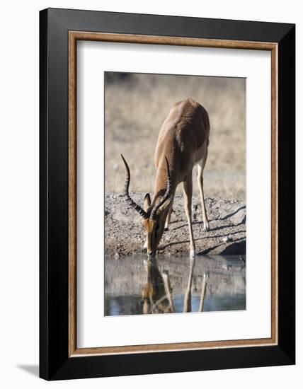 Impala (Aepyceros melampus) at waterhole, Kalahari, Botswana, Africa-Sergio Pitamitz-Framed Photographic Print