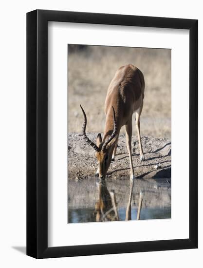 Impala (Aepyceros melampus) at waterhole, Kalahari, Botswana, Africa-Sergio Pitamitz-Framed Photographic Print