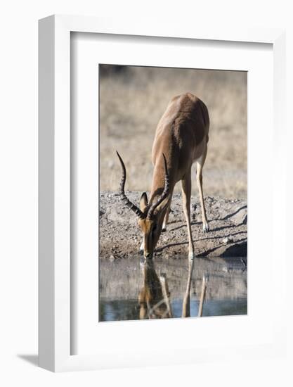 Impala (Aepyceros melampus) at waterhole, Kalahari, Botswana, Africa-Sergio Pitamitz-Framed Photographic Print