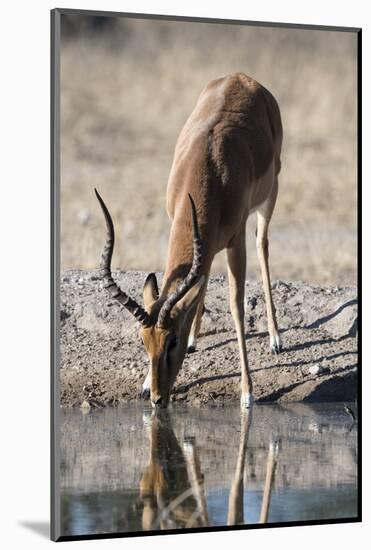 Impala (Aepyceros melampus) at waterhole, Kalahari, Botswana, Africa-Sergio Pitamitz-Mounted Photographic Print