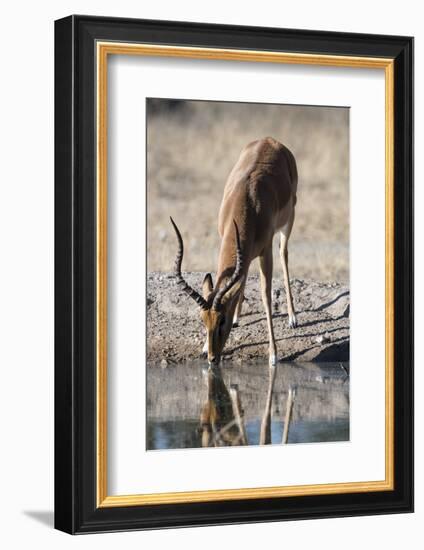 Impala (Aepyceros melampus) at waterhole, Kalahari, Botswana, Africa-Sergio Pitamitz-Framed Photographic Print