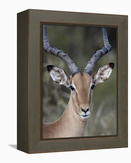 Impala (Aepyceros Melampus) Buck, Kruger National Park, South Africa, Africa-James Hager-Framed Premier Image Canvas