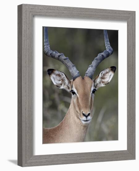 Impala (Aepyceros Melampus) Buck, Kruger National Park, South Africa, Africa-James Hager-Framed Photographic Print