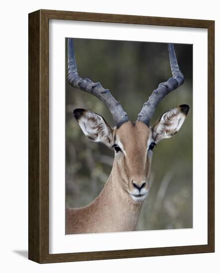 Impala (Aepyceros Melampus) Buck, Kruger National Park, South Africa, Africa-James Hager-Framed Photographic Print