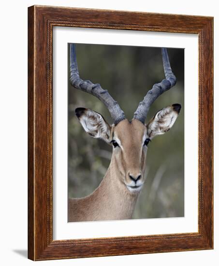 Impala (Aepyceros Melampus) Buck, Kruger National Park, South Africa, Africa-James Hager-Framed Photographic Print