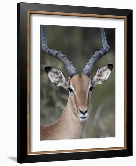 Impala (Aepyceros Melampus) Buck, Kruger National Park, South Africa, Africa-James Hager-Framed Photographic Print