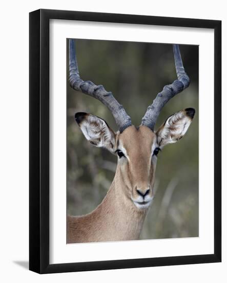 Impala (Aepyceros Melampus) Buck, Kruger National Park, South Africa, Africa-James Hager-Framed Photographic Print