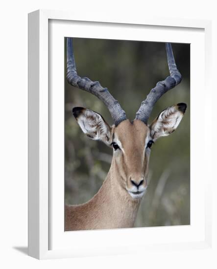 Impala (Aepyceros Melampus) Buck, Kruger National Park, South Africa, Africa-James Hager-Framed Photographic Print