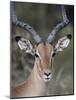 Impala (Aepyceros Melampus) Buck, Kruger National Park, South Africa, Africa-James Hager-Mounted Photographic Print