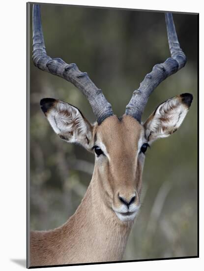 Impala (Aepyceros Melampus) Buck, Kruger National Park, South Africa, Africa-James Hager-Mounted Photographic Print