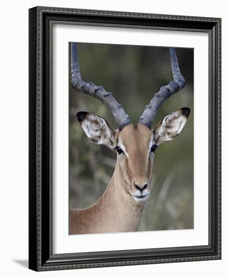 Impala (Aepyceros Melampus) Buck, Kruger National Park, South Africa, Africa-James Hager-Framed Photographic Print