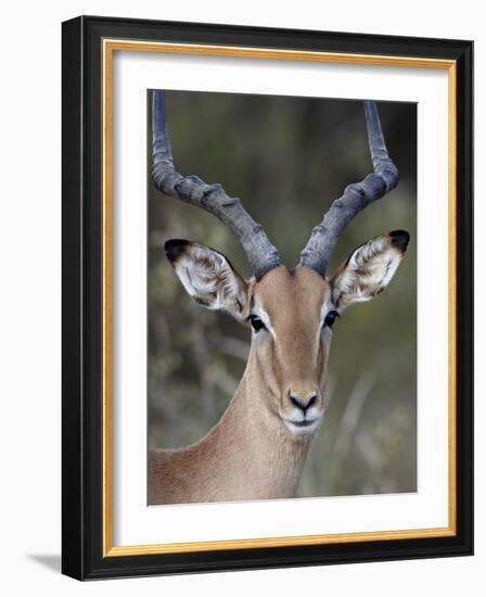 Impala (Aepyceros Melampus) Buck, Kruger National Park, South Africa, Africa-James Hager-Framed Photographic Print