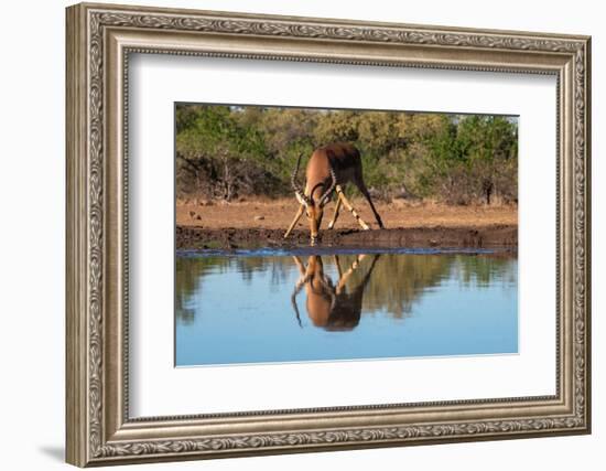 Impala (Aepyceros melampus) drinking at waterhole, Mashatu Game Reserve, Botswana, Africa-Sergio Pitamitz-Framed Photographic Print