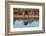 Impala (Aepyceros melampus) drinking at waterhole, Mashatu Game Reserve, Botswana, Africa-Sergio Pitamitz-Framed Photographic Print