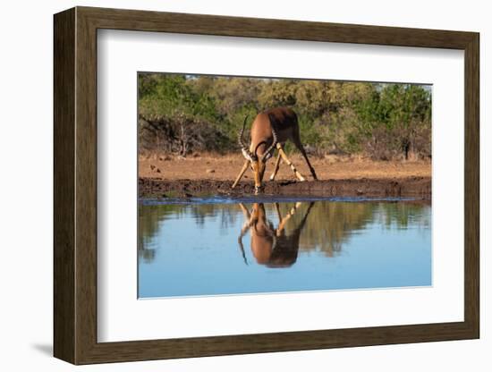 Impala (Aepyceros melampus) drinking at waterhole, Mashatu Game Reserve, Botswana, Africa-Sergio Pitamitz-Framed Photographic Print