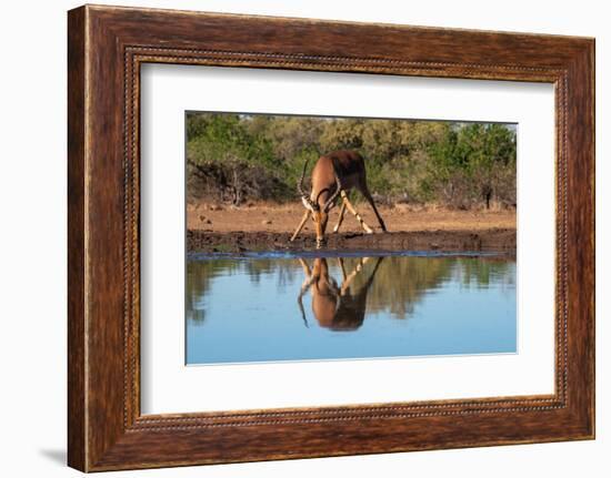 Impala (Aepyceros melampus) drinking at waterhole, Mashatu Game Reserve, Botswana, Africa-Sergio Pitamitz-Framed Photographic Print