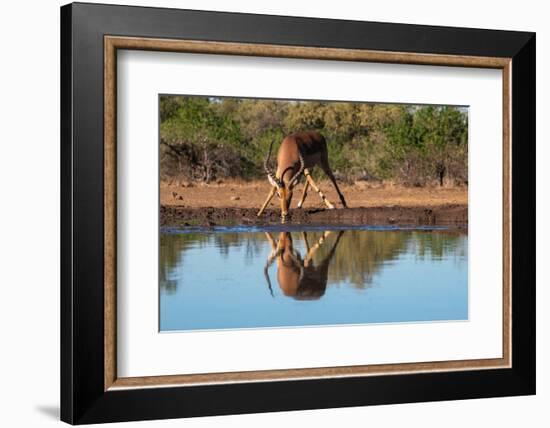Impala (Aepyceros melampus) drinking at waterhole, Mashatu Game Reserve, Botswana, Africa-Sergio Pitamitz-Framed Photographic Print