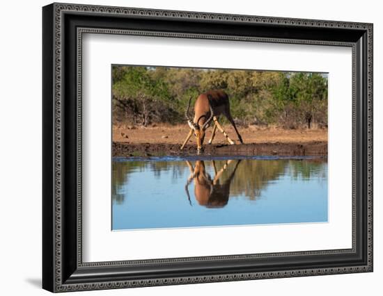 Impala (Aepyceros melampus) drinking at waterhole, Mashatu Game Reserve, Botswana, Africa-Sergio Pitamitz-Framed Photographic Print