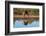 Impala (Aepyceros melampus) drinking at waterhole, Mashatu Game Reserve, Botswana, Africa-Sergio Pitamitz-Framed Photographic Print