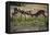 Impala (Aepyceros Melampus) Fighting in the Liwonde National Park, Malawi, Africa-Michael Runkel-Framed Premier Image Canvas