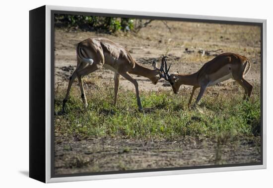 Impala (Aepyceros Melampus) Fighting in the Liwonde National Park, Malawi, Africa-Michael Runkel-Framed Premier Image Canvas