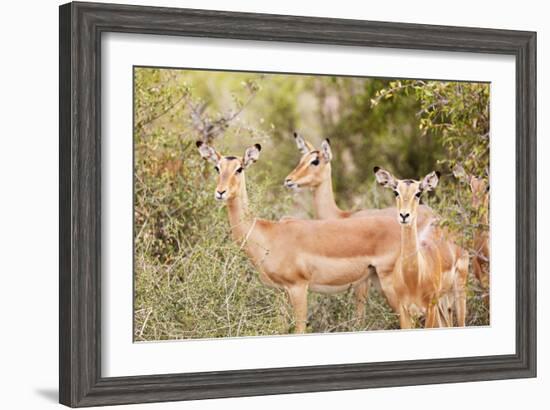 Impala (Aepyceros melampus), Kruger National Park, South Africa, Africa-Christian Kober-Framed Photographic Print