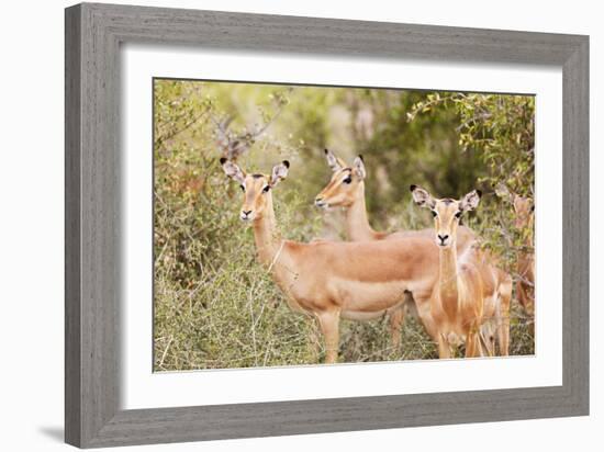 Impala (Aepyceros melampus), Kruger National Park, South Africa, Africa-Christian Kober-Framed Photographic Print