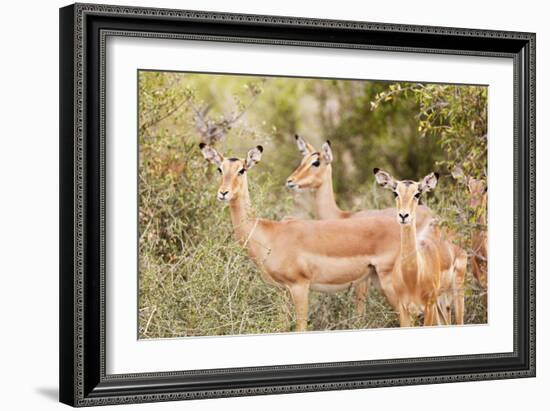 Impala (Aepyceros melampus), Kruger National Park, South Africa, Africa-Christian Kober-Framed Photographic Print