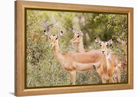 Impala (Aepyceros melampus), Kruger National Park, South Africa, Africa-Christian Kober-Framed Premier Image Canvas