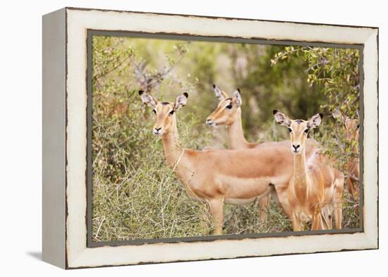 Impala (Aepyceros melampus), Kruger National Park, South Africa, Africa-Christian Kober-Framed Premier Image Canvas