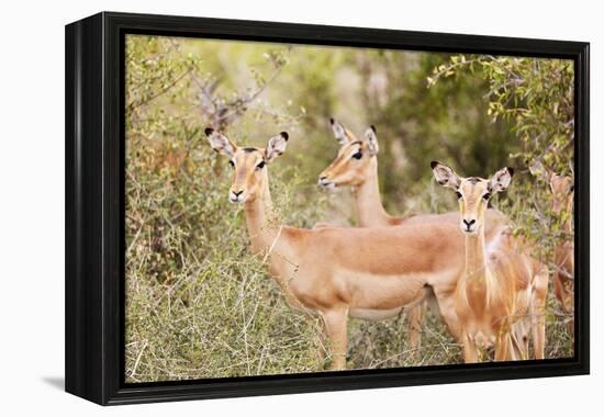 Impala (Aepyceros melampus), Kruger National Park, South Africa, Africa-Christian Kober-Framed Premier Image Canvas