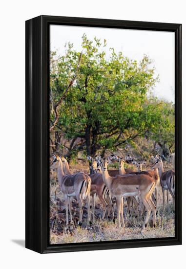Impala (Aepyceros melampus), Kruger National Park, South Africa, Africa-Christian Kober-Framed Premier Image Canvas