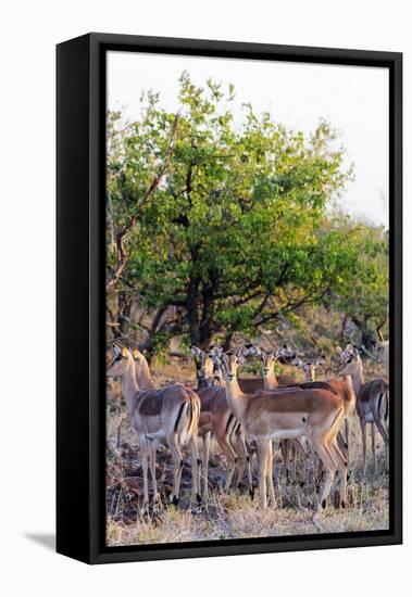 Impala (Aepyceros melampus), Kruger National Park, South Africa, Africa-Christian Kober-Framed Premier Image Canvas