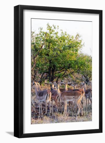 Impala (Aepyceros melampus), Kruger National Park, South Africa, Africa-Christian Kober-Framed Photographic Print