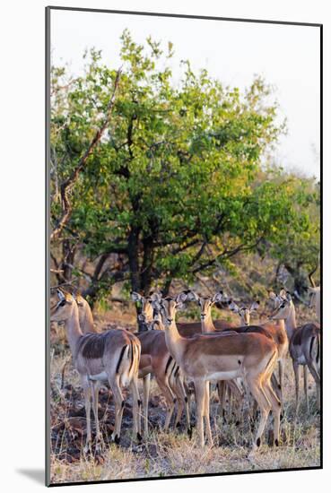 Impala (Aepyceros melampus), Kruger National Park, South Africa, Africa-Christian Kober-Mounted Photographic Print