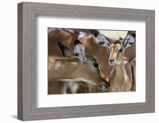 Impala (Aepyceros Melampus), Lake Nakuru National Park, Kenya, East Africa, Africa-Sergio Pitamitz-Framed Photographic Print