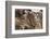 Impala (Aepyceros Melampus), Lake Nakuru National Park, Kenya, East Africa, Africa-Sergio Pitamitz-Framed Photographic Print