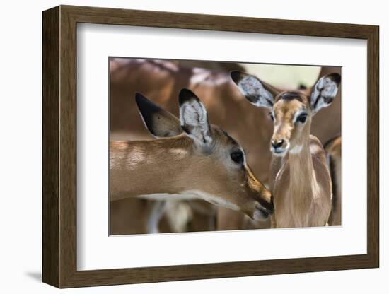 Impala (Aepyceros Melampus), Lake Nakuru National Park, Kenya, East Africa, Africa-Sergio Pitamitz-Framed Photographic Print