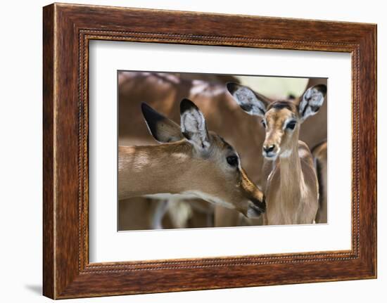 Impala (Aepyceros Melampus), Lake Nakuru National Park, Kenya, East Africa, Africa-Sergio Pitamitz-Framed Photographic Print