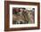 Impala (Aepyceros Melampus), Lake Nakuru National Park, Kenya, East Africa, Africa-Sergio Pitamitz-Framed Photographic Print