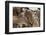 Impala (Aepyceros Melampus), Lake Nakuru National Park, Kenya, East Africa, Africa-Sergio Pitamitz-Framed Photographic Print