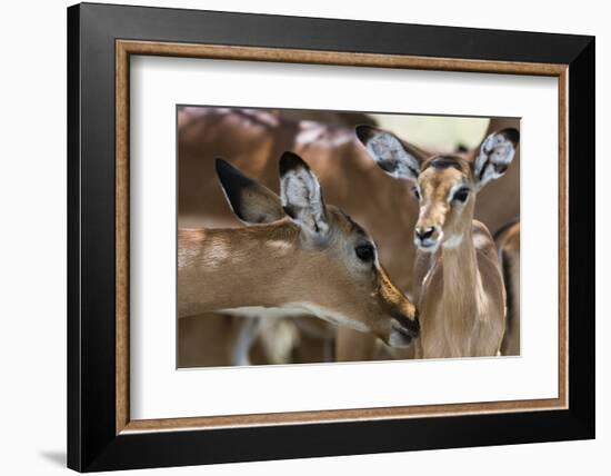 Impala (Aepyceros Melampus), Lake Nakuru National Park, Kenya, East Africa, Africa-Sergio Pitamitz-Framed Photographic Print