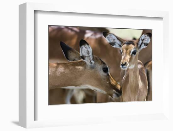 Impala (Aepyceros Melampus), Lake Nakuru National Park, Kenya, East Africa, Africa-Sergio Pitamitz-Framed Photographic Print