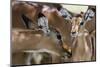 Impala (Aepyceros Melampus), Lake Nakuru National Park, Kenya, East Africa, Africa-Sergio Pitamitz-Mounted Photographic Print