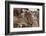 Impala (Aepyceros Melampus), Lake Nakuru National Park, Kenya, East Africa, Africa-Sergio Pitamitz-Framed Photographic Print