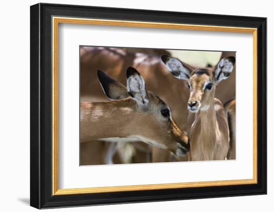 Impala (Aepyceros Melampus), Lake Nakuru National Park, Kenya, East Africa, Africa-Sergio Pitamitz-Framed Photographic Print