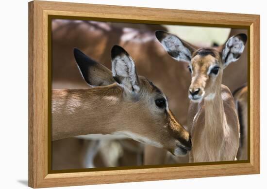 Impala (Aepyceros Melampus), Lake Nakuru National Park, Kenya, East Africa, Africa-Sergio Pitamitz-Framed Premier Image Canvas