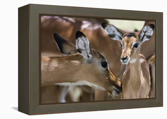 Impala (Aepyceros Melampus), Lake Nakuru National Park, Kenya, East Africa, Africa-Sergio Pitamitz-Framed Premier Image Canvas