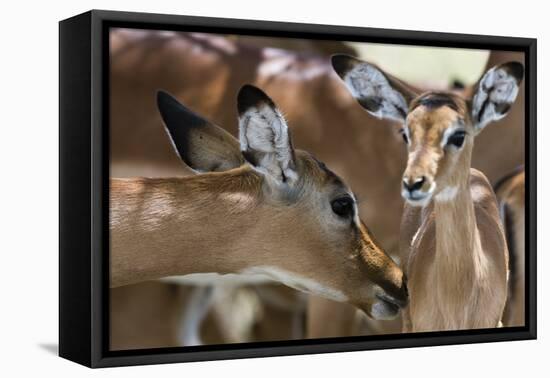 Impala (Aepyceros Melampus), Lake Nakuru National Park, Kenya, East Africa, Africa-Sergio Pitamitz-Framed Premier Image Canvas